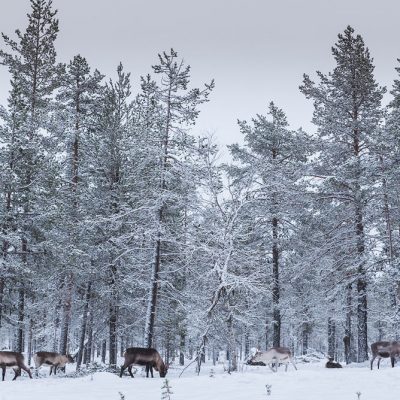 Reindeer eating small pieces of grass in a open space of taïga forest in Finnish Lapland