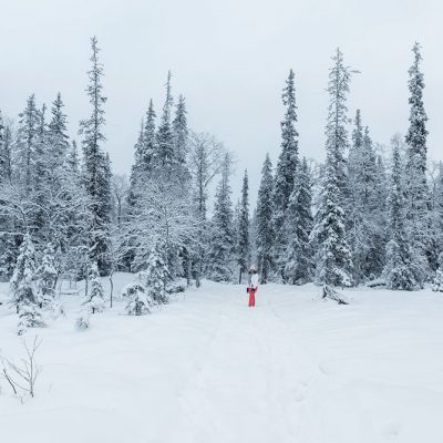 Giant pines trees covered by snow in Finnish Lapland