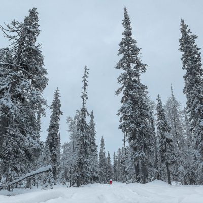 Giant pines trees covered by snow in Finnish Lapland