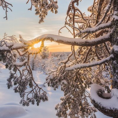 The sun setting between snow covered pine trees in Finnish Lapland