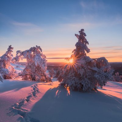 The sun setting between snow covered pine trees in Finnish Lapland