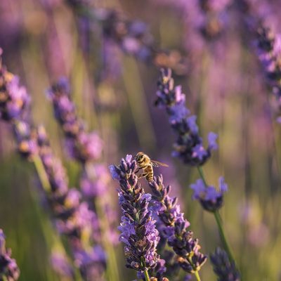 Bee flying at sunrise in a lavender flower
