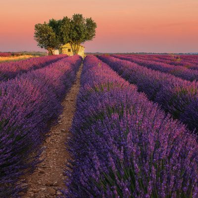 Sunset in lavender fields of Provence
