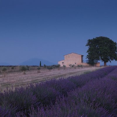 Typical Provence house with lavender fields