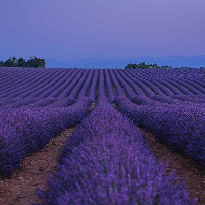 Gentle dawn lisht minutes before sunrise in Provence's lavender fields