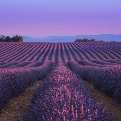 First rays of light at sunrise in Provence's lavender fields