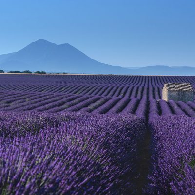 Blooming lavender fields in Valensole Plateau of Provence