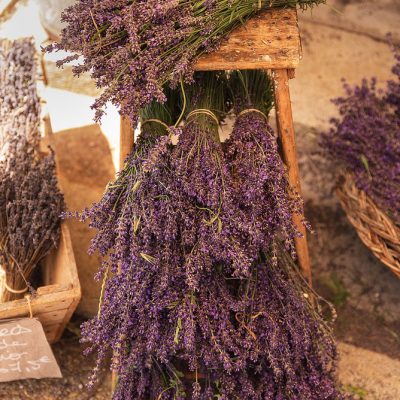 Bouquet of harvested lavender