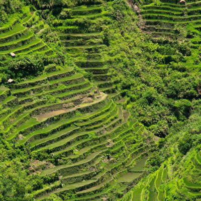 Close up to antic Batad rice terraces of Philippines