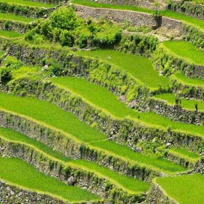 Close up to antic Batad rice terraces of Philippines