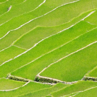 Close up to antic Batad rice terraces of Philippines