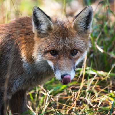 A red fox looking