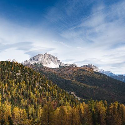 Pine forest of Dolomites during Fall
