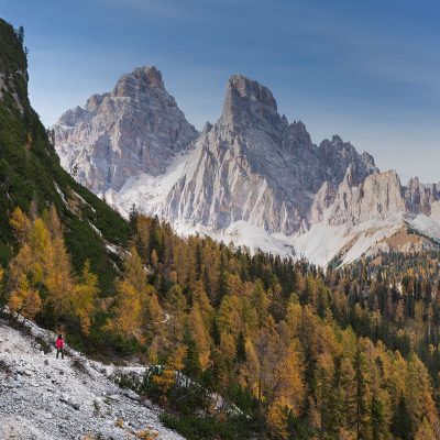 Pine forest of Dolomites during Fall