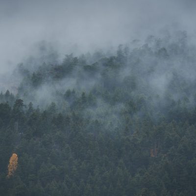 Foggy and cloudy morning over a forest with a single golden tree