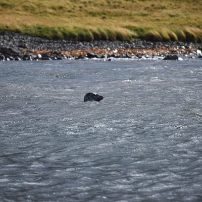 A seal looking his way in the Northern Fjord of Iceland