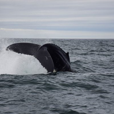 Humpback whale's tail in the Northern Fjord of Iceland