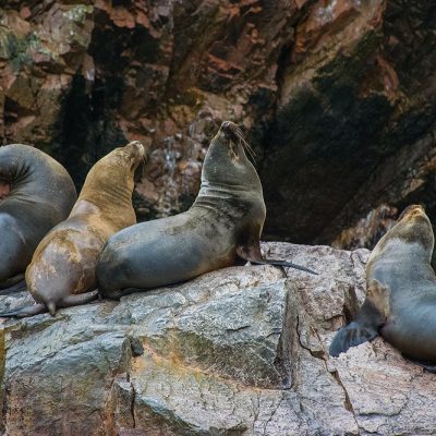 Sea Lions sunbathing in Paracas National Reserve