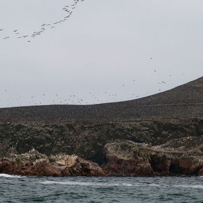 Paracas National Reserver is home of thousands of birds