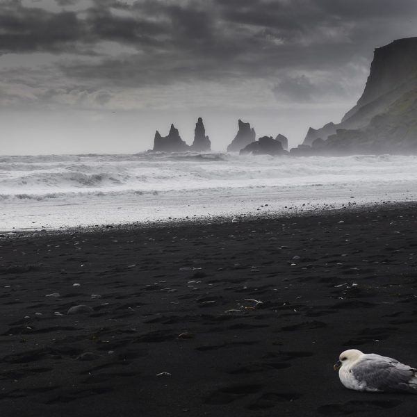 Black sand beahc of Vik in Iceland on a cloudy day