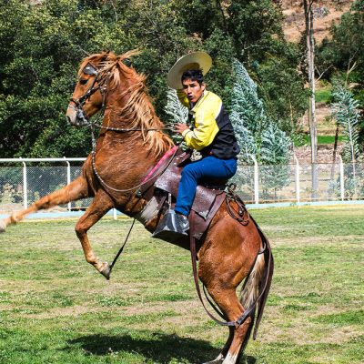 Peruvian horse