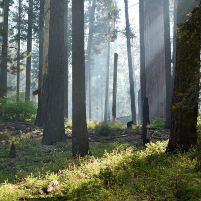 Small Black Bear in the giant forrest of Sequoi and Kings Canyon