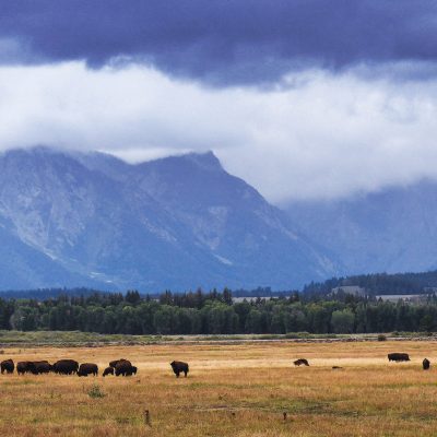 This herd of bisons is eating grass inside Grand Teton National Park