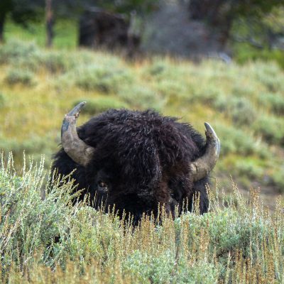 A bison hidding behind bush in Hayden Valley of Yellowstone National Park