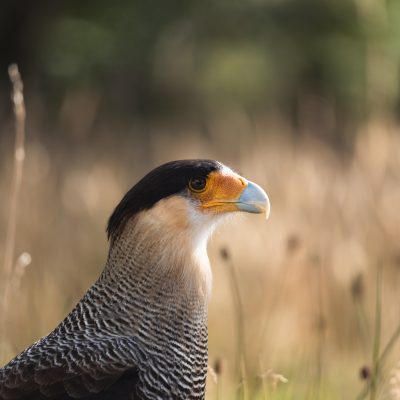 Southern crested caracara are common in Patagonia