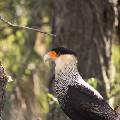 Southern crested caracara are common in Patagonia