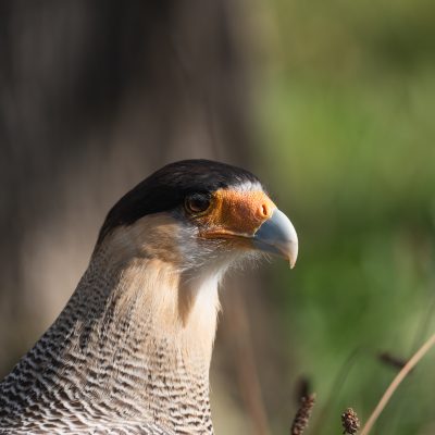 Southern crested caracara are common in Patagonia