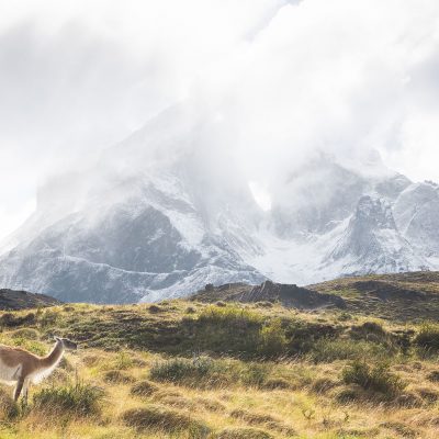 A guanaco eating grass in front of Los Cuernos del Paine during a regular Patagonian cloudy day