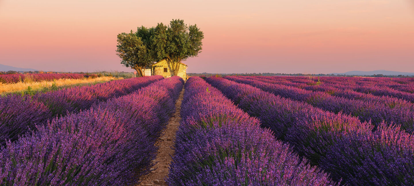 Sunset in lavender fields of Provence at golden hour
