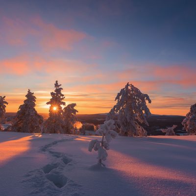 The sun setting between snow covered pine trees in Finnish Lapland