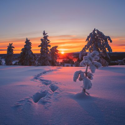 The sun setting between snow covered pine trees in Finnish Lapland