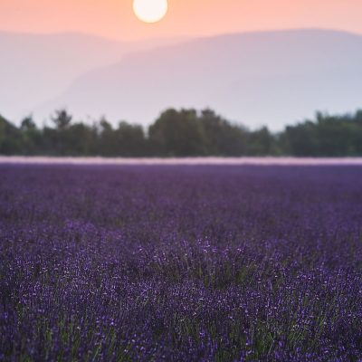 The rising sun in Provence above a lavender field