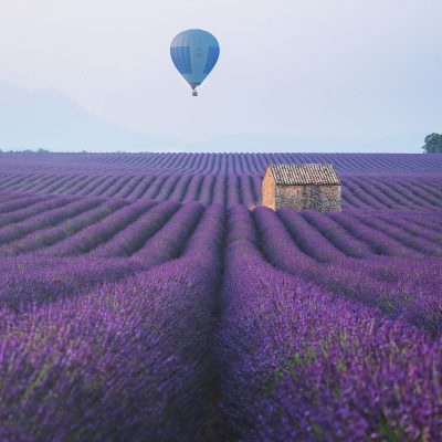 A hot air balloon flying above a lavender fields of Provence