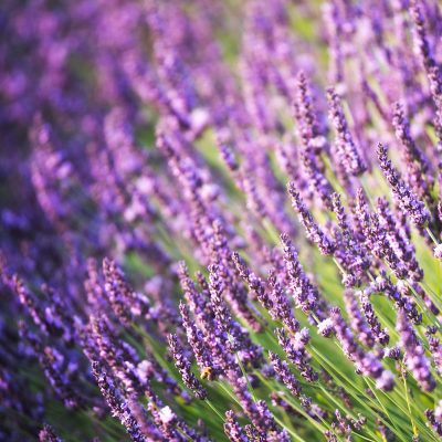 Flowers of lavender gently lit by sunlight