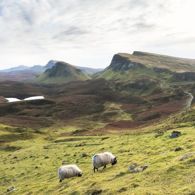 Two sheeps eating grass at Quiraing