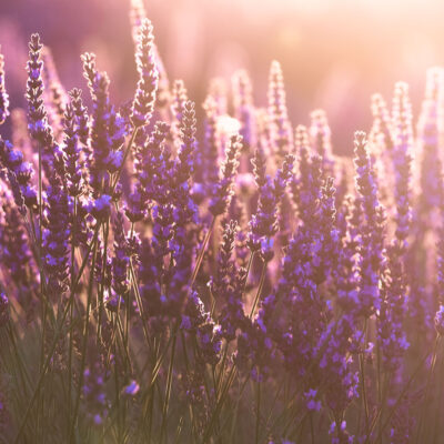 Soft sunset light hitting lavender flower