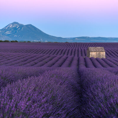 Lavender field of Valensole at sunset
